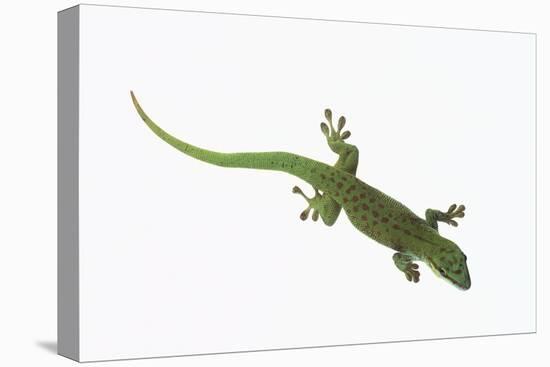 Day Gecko-DLILLC-Premier Image Canvas