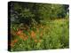 Day Lilies Growing Along Edge of Woods, Louisville, Kentucky, USA-Adam Jones-Premier Image Canvas