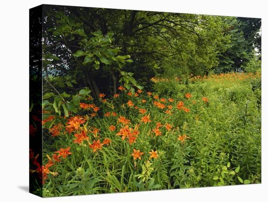 Day Lilies Growing Along Edge of Woods, Louisville, Kentucky, USA-Adam Jones-Premier Image Canvas