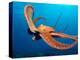 Day Octopus, near Kona, Big Island, Hawaii, USA-Stuart Westmoreland-Premier Image Canvas