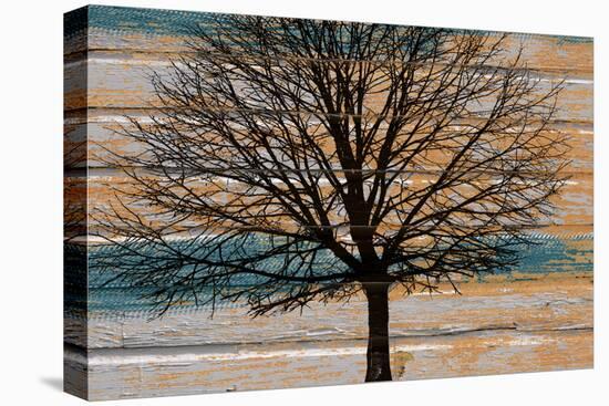 Day Tree-Diane Stimson-Stretched Canvas