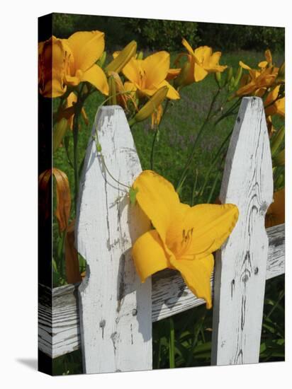 Daylilies By Picket Fence, Stockbridge, Berkshires, Massachusetts, USA-Lisa S^ Engelbrecht-Premier Image Canvas