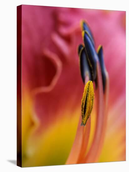 Daylily, Savannah, Georgia, USA-Joanne Wells-Premier Image Canvas