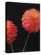 Dazzling Dahlias-Assaf Frank-Stretched Canvas