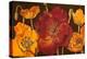 Dazzling Poppies I (Black)-Josefina-Stretched Canvas