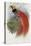 De Vis's Bird of Paradise-John Gould-Stretched Canvas