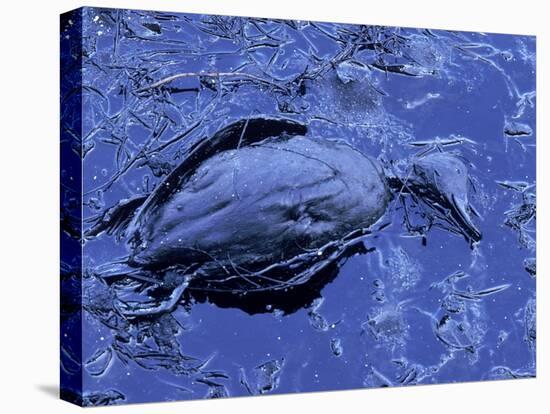 Dead Bluebill Duck, Lying on Its Side, Eyes Open, in an Oil Spill from Greek Tanker Delian Apollon-George Silk-Premier Image Canvas