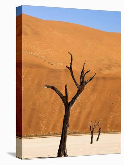 Dead Camelthorn Trees Said to Be Centuries Old Against Towering Orange Sand Dunes Bathed-Lee Frost-Premier Image Canvas