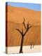 Dead Camelthorn Trees Said to Be Centuries Old Against Towering Orange Sand Dunes Bathed-Lee Frost-Premier Image Canvas