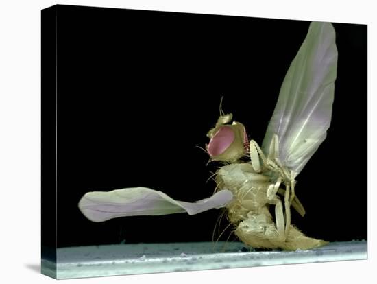 Dead Fly, SEM-Volker Steger-Premier Image Canvas