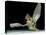 Dead Fly, SEM-Volker Steger-Premier Image Canvas