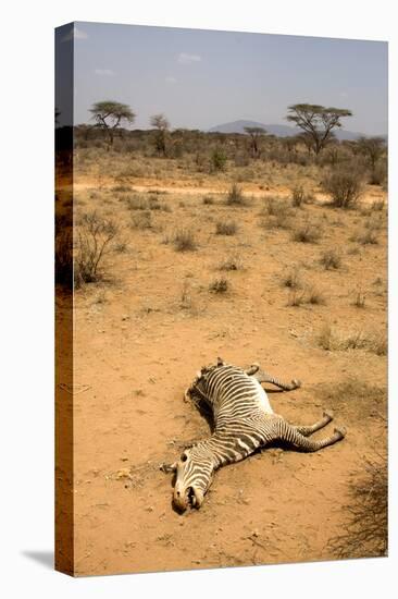 Dead Grevy's Zebra (Equus Grevyi) Most Likely the Result of the Worst Drought (2008-2009)-Lisa Hoffner-Premier Image Canvas