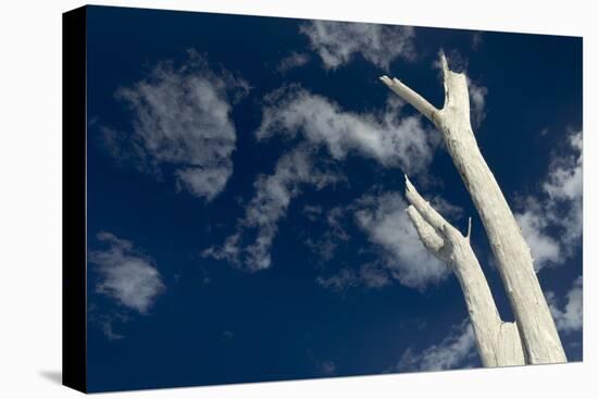 Dead pine trees, Lover's Key State Park, Florida-Maresa Pryor-Premier Image Canvas