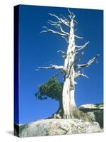 Dead tree in the Yosemite National Park, California, USA-Roland Gerth-Premier Image Canvas