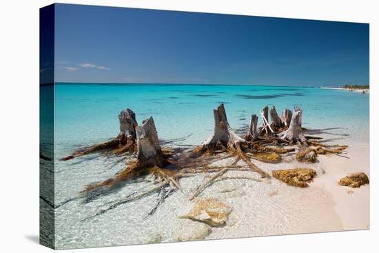 Dead Tree Stumps on a Caribbean Beach in Cuba's Cayo Largo-Alex Saberi-Premier Image Canvas