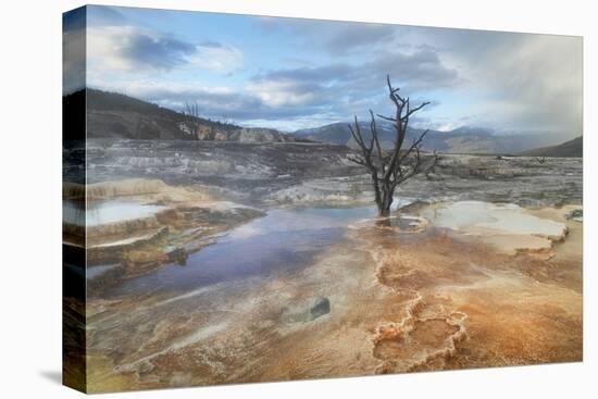Dead trees entombed in travertine deposits colored by thermophilic bacteria.-Alan Majchrowicz-Premier Image Canvas