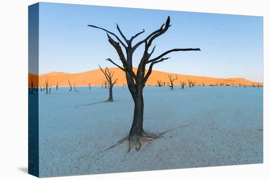 Dead trees in a desert, Dead Vlei, Sossusvlei, Namib Desert, Namib-Naukluft National Park, Namibia-null-Premier Image Canvas