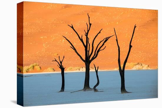 Dead trees in a desert, Dead Vlei, Sossusvlei, Namib Desert, Namib-Naukluft National Park, Namibia-null-Premier Image Canvas