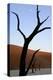 Dead Trees In Deadvlei Clay Pan, Sossusvlei. Namib-Naukluft National Park, Namibia, September 2013-Enrique Lopez-Tapia-Premier Image Canvas