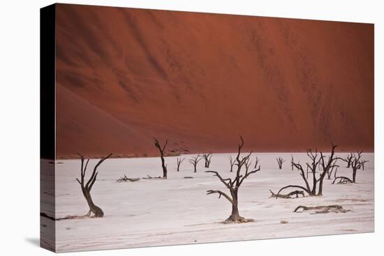 Dead Trees In Deadvlei Pan Located Near Sossusvlei, Nambia-Karine Aigner-Premier Image Canvas