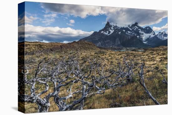 Dead Trees in Front of Cuernos Del Paine, Torres Del Paine National Park, Chilean Patagonia, Chile-G & M Therin-Weise-Premier Image Canvas