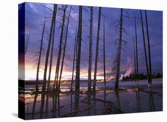 Dead trees in Lower Geyser Basin at sunset, Yellowstone NP, Wyoming-Tim Fitzharris-Stretched Canvas