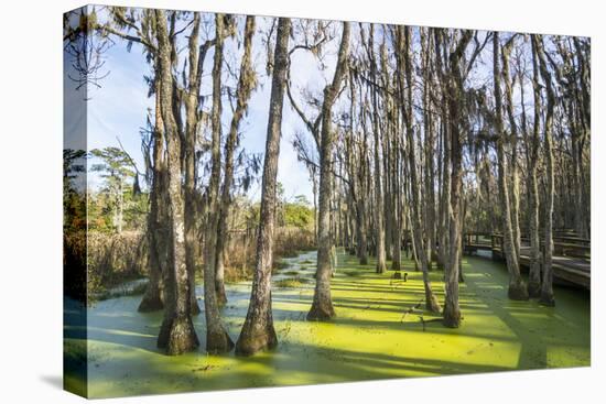 Dead Trees in the Swamps of the Magnolia Plantation Outside Charleston, South Carolina, U.S.A.-Michael Runkel-Premier Image Canvas