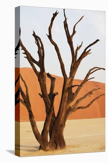 Dead Valley in Namibia-Andrushko Galyna-Premier Image Canvas