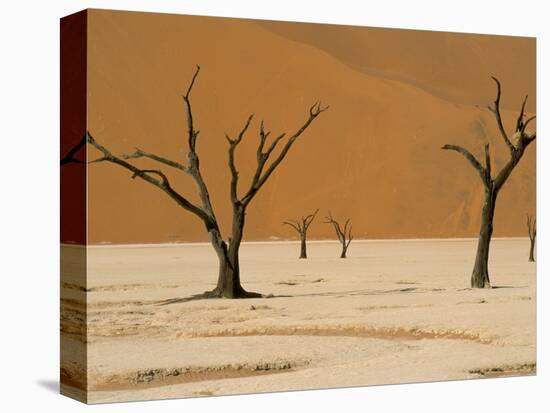 Dead Vlei, Sossusvlei Dune Field, Namib-Naukluft Park, Namib Desert, Namibia, Africa-Steve & Ann Toon-Premier Image Canvas