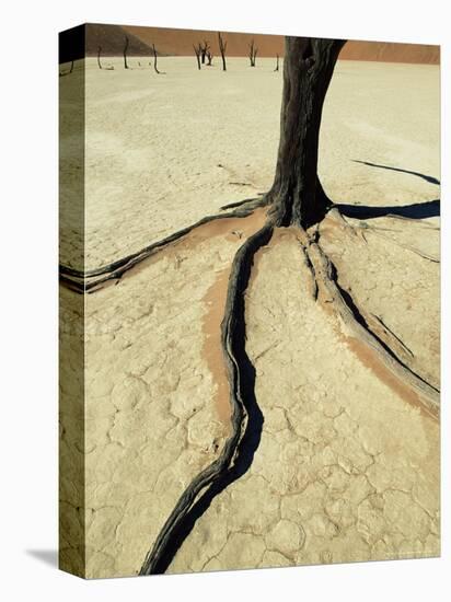 Dead Vlei, Sossuvlei Dune Field, Namib-Naukluft Park, Namib Desert, Namibia, Africa-Ann & Steve Toon-Premier Image Canvas