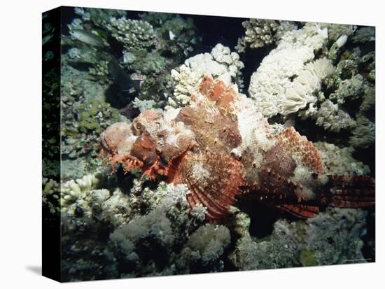 Deadly Stone Fish, off Sharm El-Sheikh, Sinai, Red Sea, Egypt, North Africa, Africa-Upperhall Ltd-Premier Image Canvas