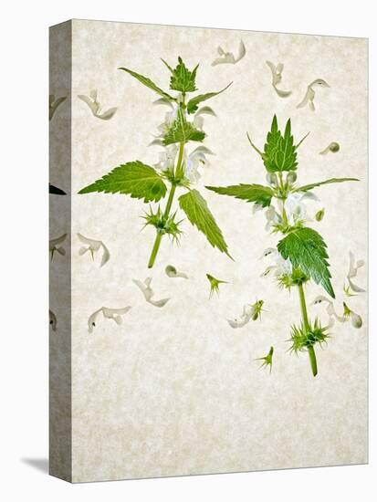 Deadnettle, Lamium Album, Stalk, Leaves, Blossoms, Green, White-Axel Killian-Premier Image Canvas