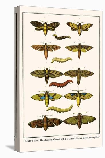 Death's Head Hawkmoth, Occult Sphinx, Guady Spinx Moth, Caterpillar-Albertus Seba-Stretched Canvas