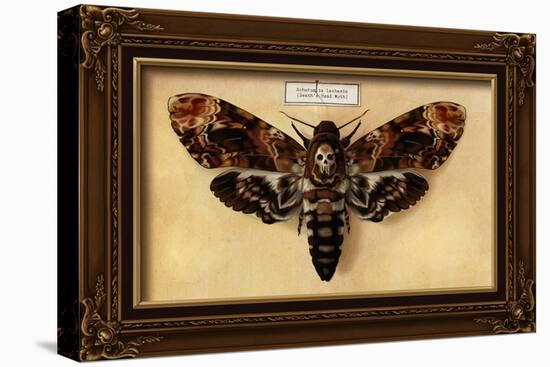 Death's Head Moth-Lantern Press-Stretched Canvas