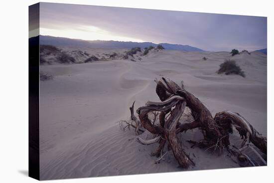 Death Valley Tree, California-George Oze-Premier Image Canvas