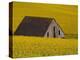 Decaying Barn and Canola Field-Darrell Gulin-Premier Image Canvas