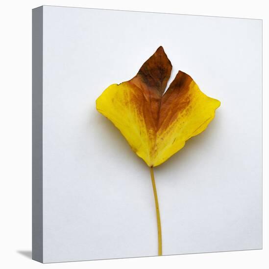 Decaying Leaf-Clive Nolan-Premier Image Canvas