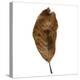 Decaying Leaf-Clive Nolan-Premier Image Canvas