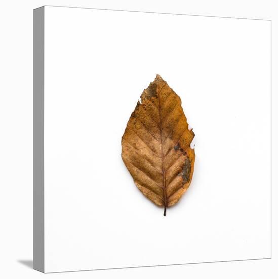 Decaying Leaf-Clive Nolan-Premier Image Canvas