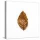 Decaying Leaf-Clive Nolan-Premier Image Canvas