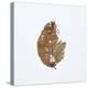 Decaying Leaf-Clive Nolan-Premier Image Canvas