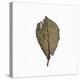 Decaying Leaf-Clive Nolan-Premier Image Canvas