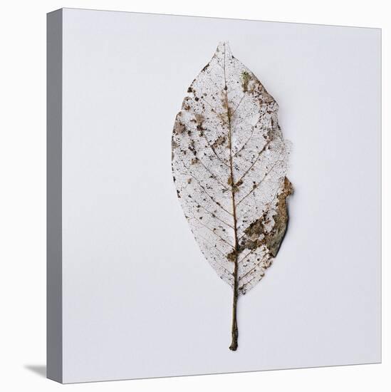 Decaying Leaf-Clive Nolan-Premier Image Canvas