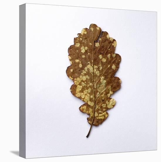 Decaying Leaf-Clive Nolan-Premier Image Canvas