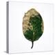 Decaying Leaf-Clive Nolan-Premier Image Canvas