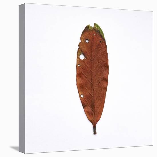 Decaying Leaf-Clive Nolan-Premier Image Canvas