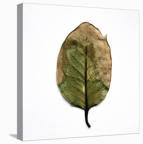 Decaying Leaf-Clive Nolan-Premier Image Canvas