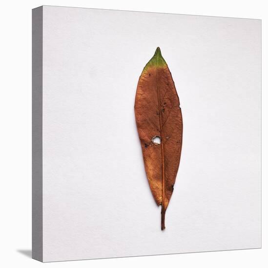 Decaying Leaf-Clive Nolan-Premier Image Canvas