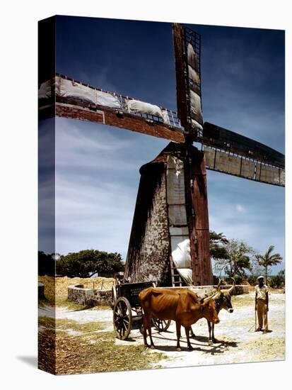 December 1946: a Herder with His Cattle Oxen in Front of an Old Windmill in Barbados-Eliot Elisofon-Premier Image Canvas