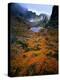 Deciduous Beech on Tasmania's West Coast Range, Tasmania, Australia-Rob Blakers-Premier Image Canvas